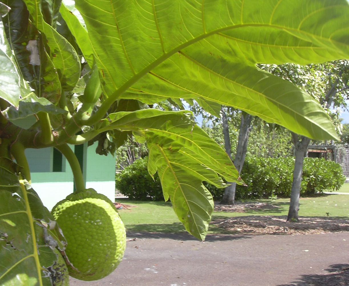 artocarpus_altilis.jpg artocarpus_altilis.jpg