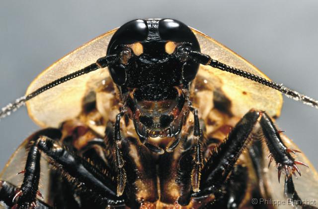 blaberus-craniifer.jpg blaberus-craniifer.jpg