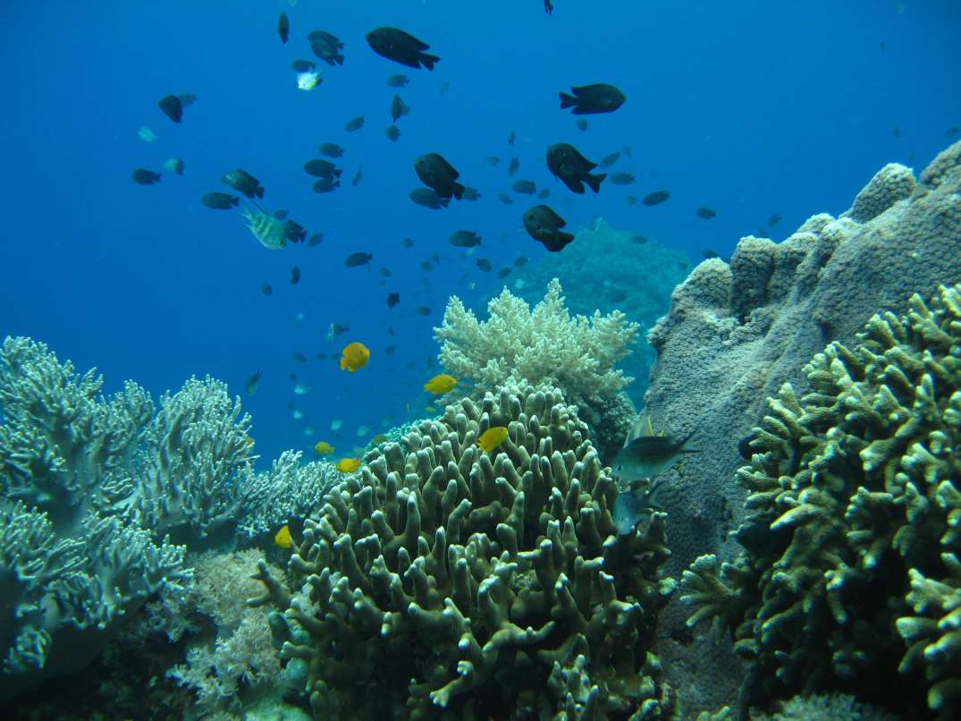 corall-reef.jpg corall-reef.jpg