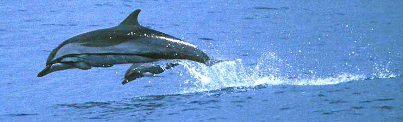 dolphin_st_naturalist