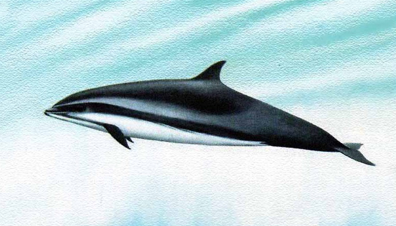 lagenodelphis_hosei_st_naturalist