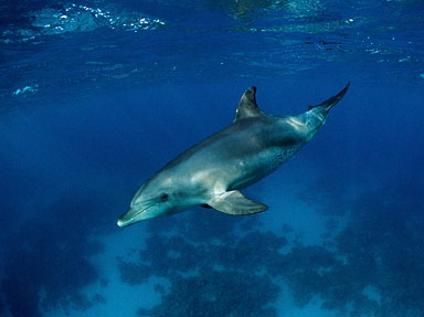 tursiops_aduncus_st_naturalist1