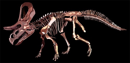 zuniceratops_st_naturalist